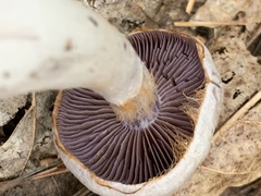Cortinarius anomalus
