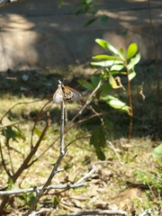 Acraea ranavalona