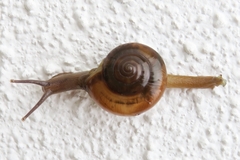 Macrochlamys kelantanensis