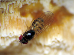 Mycodrosophila dimidiata