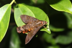Macroglossum