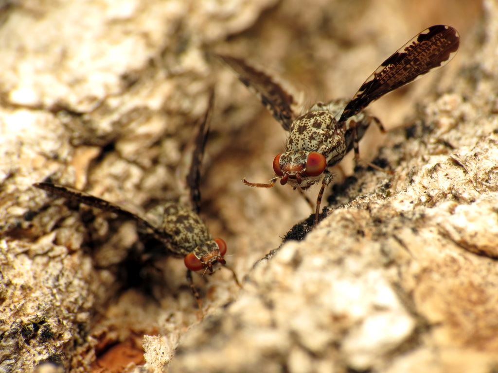 Callopistromyia strigula