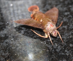 Macroglossum