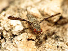 Callopistromyia strigula