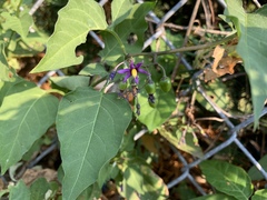 Solanum dulcamara