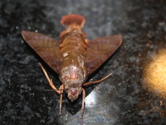 Macroglossum