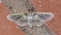Apilocrocis brumalis