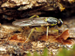 Solva pallipes