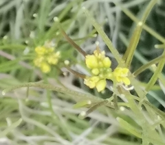 Brassicaceae