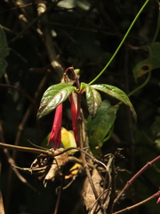 Fuchsia petiolaris
