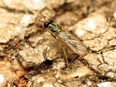 Solva pallipes