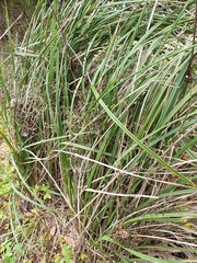 Dianella brevicaulis