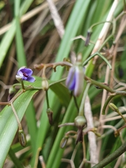 Dianella brevicaulis