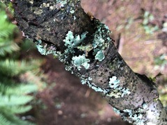 Parmelia pseudosulcata