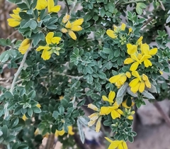 Genista monspessulana