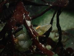 Vorticeros praedatorium