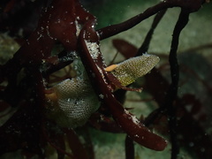 Vorticeros praedatorium