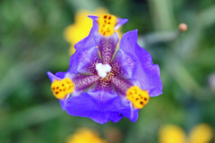 Hesperoxiphion herrerae