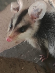 Didelphis albiventris