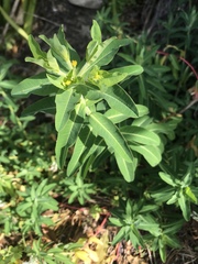Euphorbia oblongata