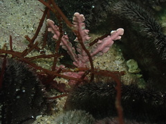 Calliarthron tuberculosum