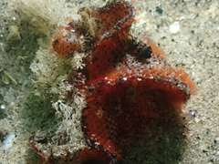Watersipora subtorquata