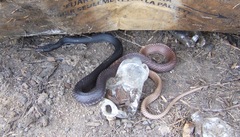 Masticophis flagellum flagellum