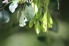Fraxinus dipetala