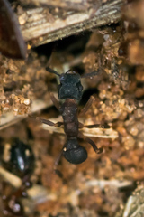 Cyphomyrmex