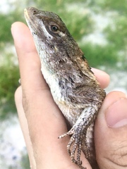 Sceloporus olivaceus
