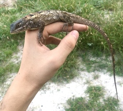 Sceloporus olivaceus