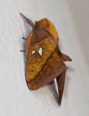 Syssphinx blanchardi