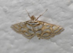 Pseudopyrausta santatalis