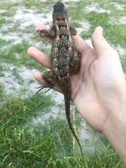 Sceloporus olivaceus