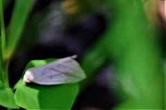 Amolita obliqua