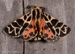 Apantesis nevadensis