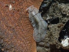 Eurylepta californica