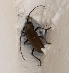 Susuacanga stigmatica