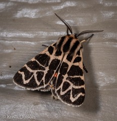 Apantesis nevadensis