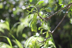 Fraxinus dipetala