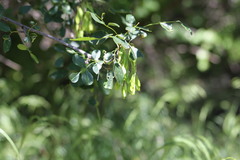 Fraxinus dipetala