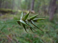 Carex folliculata