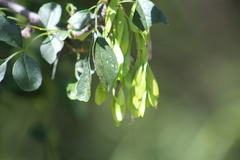 Fraxinus dipetala