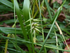 Carex folliculata