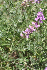 Lupinus excubitus
