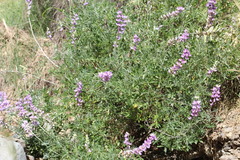Lupinus excubitus