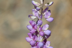 Lupinus excubitus