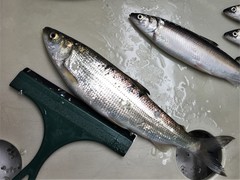 Coregonus artedi