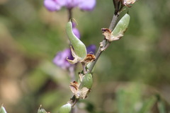 Lupinus excubitus
