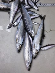 Coregonus artedi